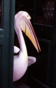 Pelican Pete, Mykanos