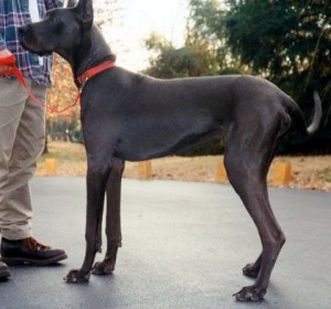 Coby, a Blue Great Dane